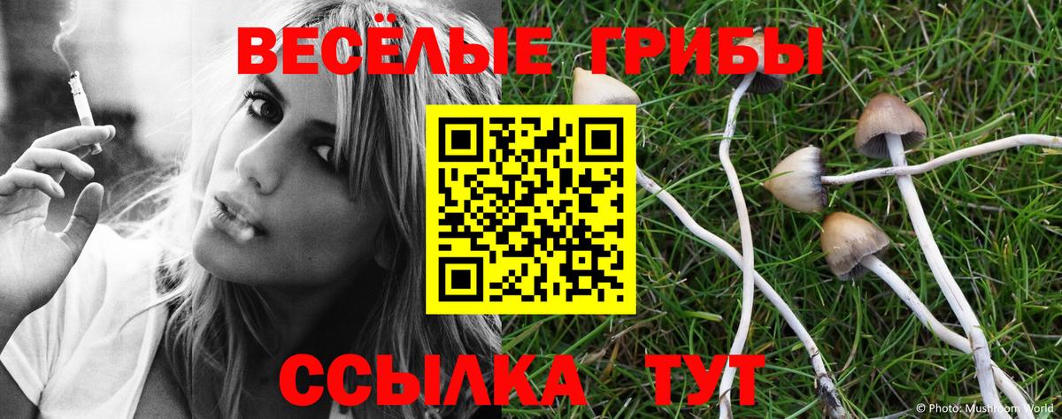 Галлюциногенные грибы Psilocybe Кисловодск